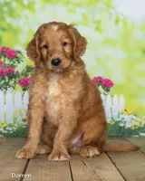 Darron, a male Goldendoodle for sale in North Adams, MI – 3 of 5