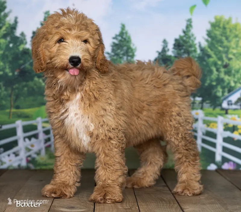 Baxter – Miniature Goldendoodle puppy for sale in North Adams, MI