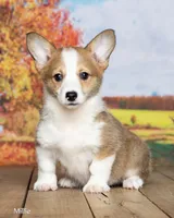 Millie , a female Pembroke Welsh Corgi for sale in North Adams, MI – 2 of 5