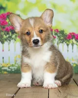 Davie, a male Pembroke Welsh Corgi for sale in North Adams, MI – 3 of 5