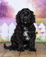 Max, a female Cavapoo for sale in North Adams, MI – 2 of 5
