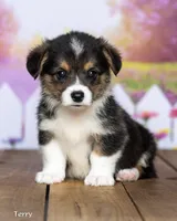 Terry, a male Pembroke Welsh Corgi for sale in North Adams, MI – 3 of 5