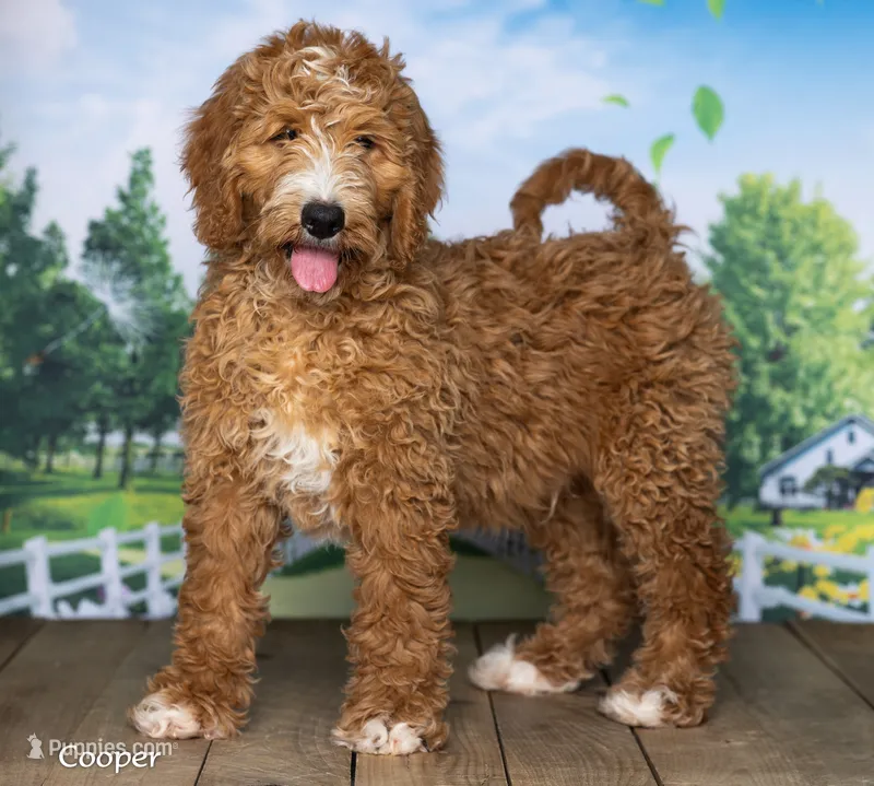 Cooper – Goldendoodle puppy for sale in North Adams, MI