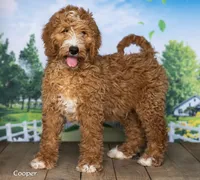 Cooper, a male Goldendoodle for sale in North Adams, MI – 1 of 5