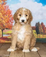 Tanner, a male Goldendoodle for sale in North Adams, MI – 3 of 5