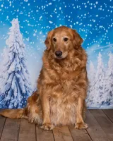 Cassie, a female Goldendoodle for sale in North Adams, MI – 4 of 5