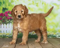Faith, a female Goldendoodle for sale in North Adams, MI – 1 of 5