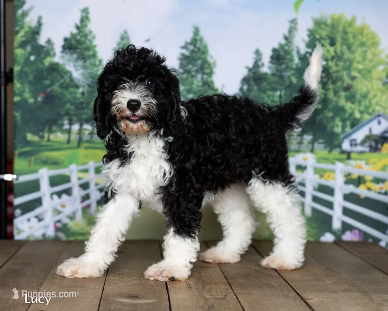 Lucy – Cavapoo puppy for sale in North Adams, MI