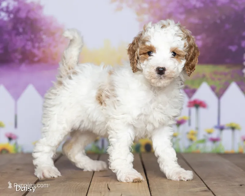 Daisy – Miniature Goldendoodle puppy for sale in North Adams, MI