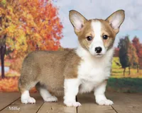 Millie , a female Pembroke Welsh Corgi for sale in North Adams, MI – 1 of 5