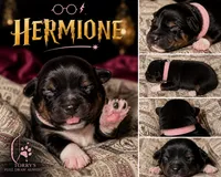 Hermione- Pink, a female Toy Australian Shepherd for sale in Evart, MI – 3 of 7