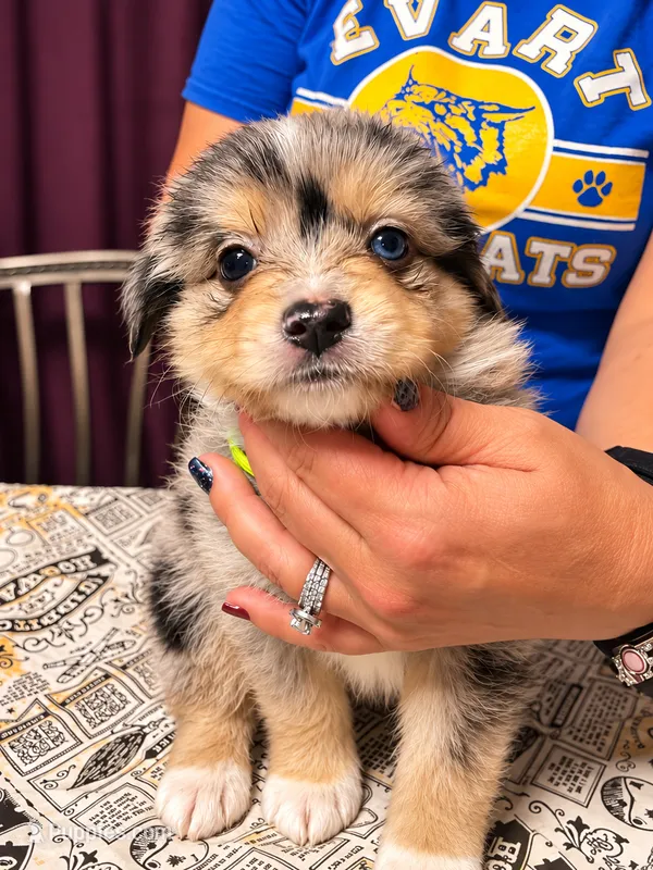 Gilderoy – Toy Australian Shepherd puppy for sale in Evart, MI