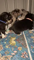 Draco, a male Toy Australian Shepherd for sale in Evart, MI – 6 of 9