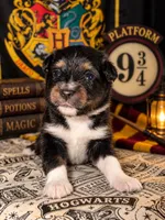 Hermione- Pink, a female Toy Australian Shepherd for sale in Evart, MI – 7 of 7