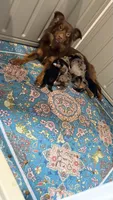 Draco, a male Toy Australian Shepherd for sale in Evart, MI – 8 of 9