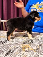 Draco, a male Toy Australian Shepherd for sale in Evart, MI – 3 of 9
