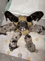 Draco, a male Toy Australian Shepherd for sale in Evart, MI – 4 of 9