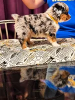 Cedric- yellow, a male Toy Australian Shepherd for sale in Evart, MI – 2 of 9