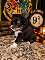 Draco, a male Toy Australian Shepherd for sale in Evart, MI – 7 of 9