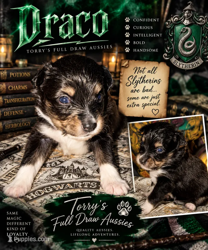 Draco – Toy Australian Shepherd puppy for sale in Evart, MI