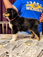 Hermione- Pink, a female Toy Australian Shepherd for sale in Evart, MI – 9 of 10