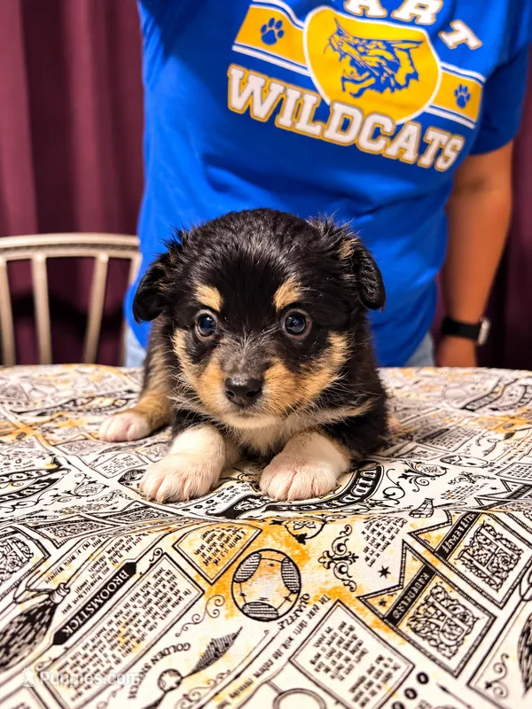 Draco – Toy Australian Shepherd puppy for sale in Evart, MI