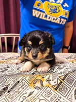 Draco, a male Toy Australian Shepherd for sale in Evart, MI – 1 of 9