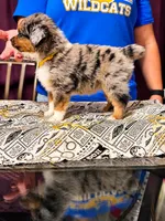 Cedric- yellow, a male Toy Australian Shepherd for sale in Evart, MI – 3 of 9