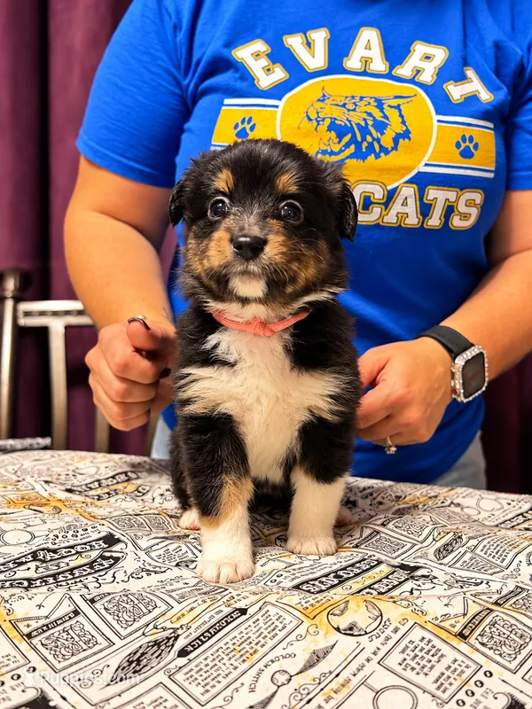 Hermione- Pink – Toy Australian Shepherd puppy for sale in Evart, MI