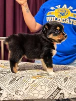 Hermione- Pink, a female Toy Australian Shepherd for sale in Evart, MI – 10 of 10