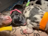 Hermione- Pink, a female Toy Australian Shepherd for sale in Evart, MI – 2 of 7