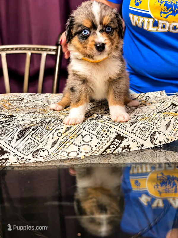 Cedric- yellow – Toy Australian Shepherd puppy for sale in Evart, MI