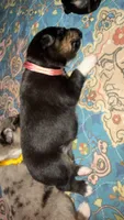 Hermione- Pink, a female Toy Australian Shepherd for sale in Evart, MI – 4 of 7