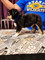 Draco, a male Toy Australian Shepherd for sale in Evart, MI – 2 of 9