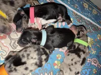 Draco, a male Toy Australian Shepherd for sale in Evart, MI – 9 of 9