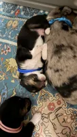 Draco, a male Toy Australian Shepherd for sale in Evart, MI – 2 of 9