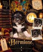 Hermione- Pink, a female Toy Australian Shepherd for sale in Evart, MI – 1 of 7