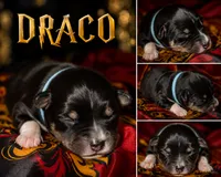 Draco, a male Toy Australian Shepherd for sale in Evart, MI – 3 of 9