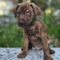 Ares, a male American Pit Bull Terrier for sale in San Jose, CA – Photo 3 of 10