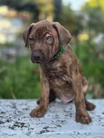 Ares, a male American Pit Bull Terrier for sale in San Jose, CA – Photo 4 of 9