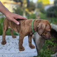 Ares, a male American Pit Bull Terrier for sale in San Jose, CA – Photo 6 of 10