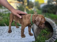 Ares, a male American Pit Bull Terrier for sale in San Jose, CA – Photo 3 of 9