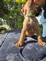 Ares, a male American Pit Bull Terrier for sale in San Jose, CA – Photo 2 of 9