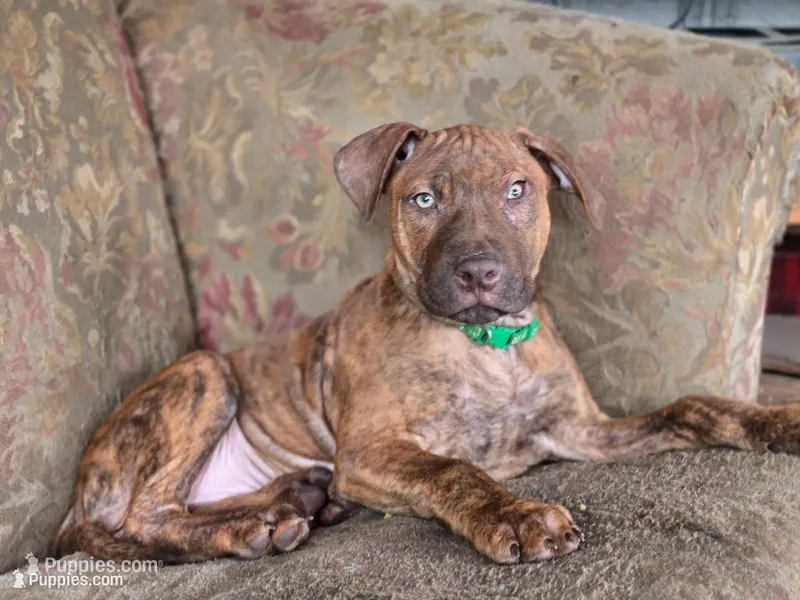 Ares – American Pit Bull Terrier puppy for sale in San Jose, CA