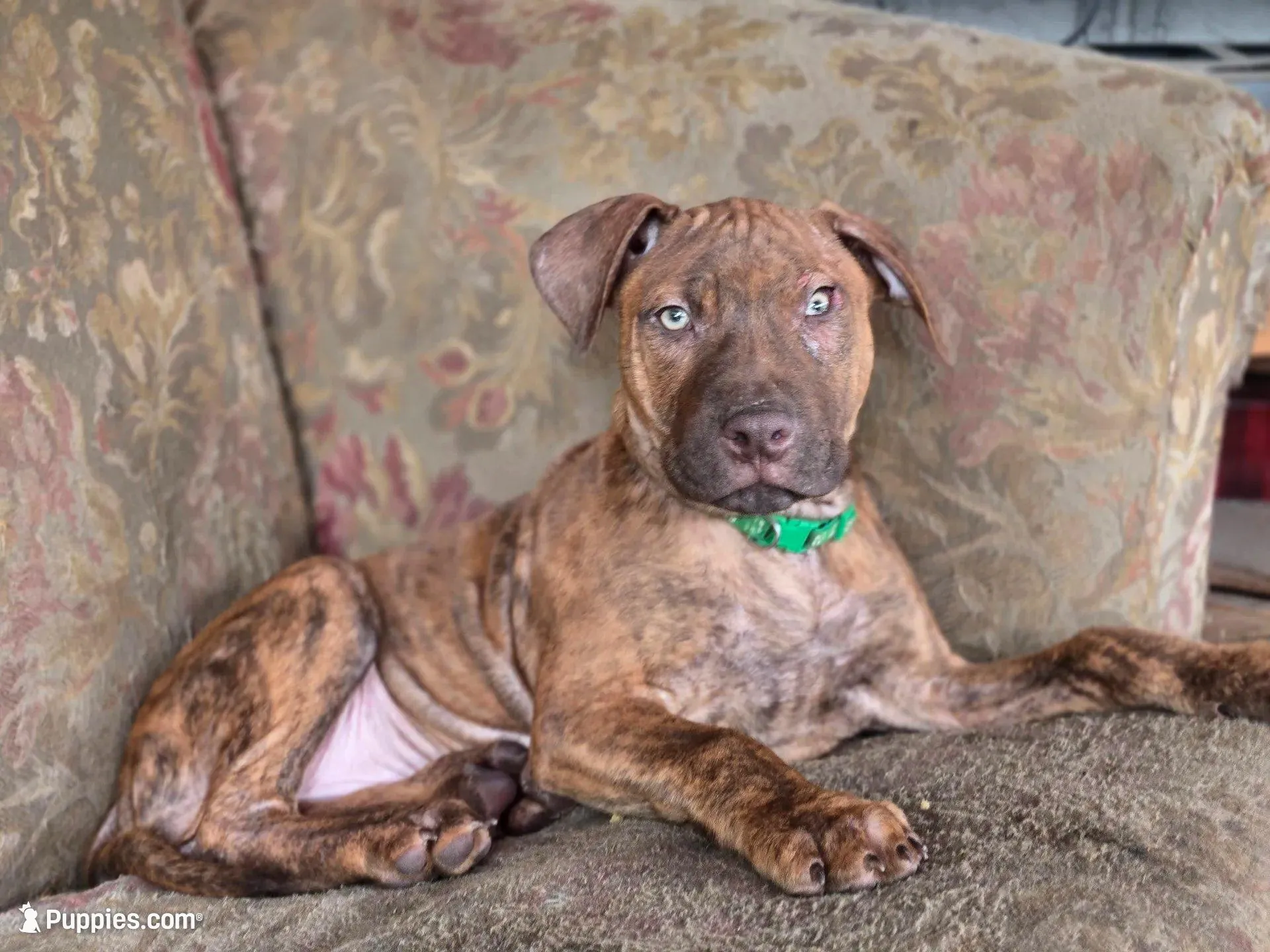 Ares, a male American Pit Bull Terrier for sale in San Jose, CA – 1 of 10
