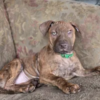 Ares, a male American Pit Bull Terrier for sale in San Jose, CA – Photo 5 of 10