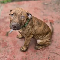 Ares, a male American Pit Bull Terrier for sale in San Jose, CA – Photo 4 of 10