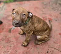 Ares, a male American Pit Bull Terrier for sale in San Jose, CA – Photo 7 of 9