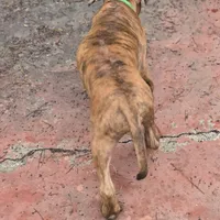 Ares, a male American Pit Bull Terrier for sale in San Jose, CA – Photo 7 of 10