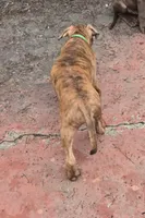 Ares, a male American Pit Bull Terrier for sale in San Jose, CA – Photo 5 of 9